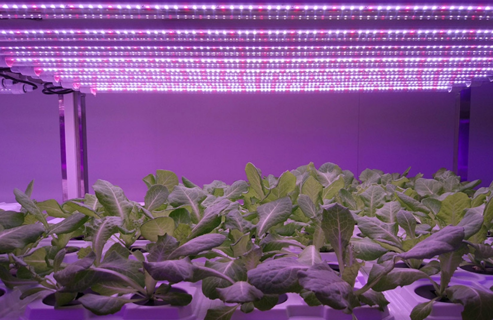 LED augalų apšvietimo taikymas Kinijoje